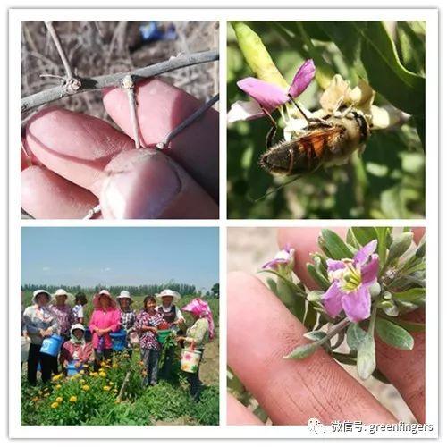 合作生产 | 高原生态小米5斤团购 商品图2