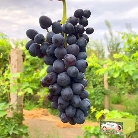 吐鲁番无核紫鲜葡萄