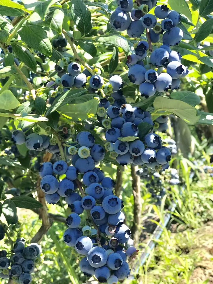 6盒装加拿大okanagan大果粒有机蓝莓750g125g盒6盒包邮