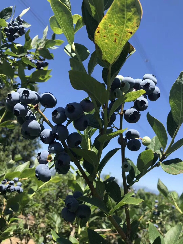 6盒装加拿大okanagan大果粒有机蓝莓750g125g盒6盒包邮