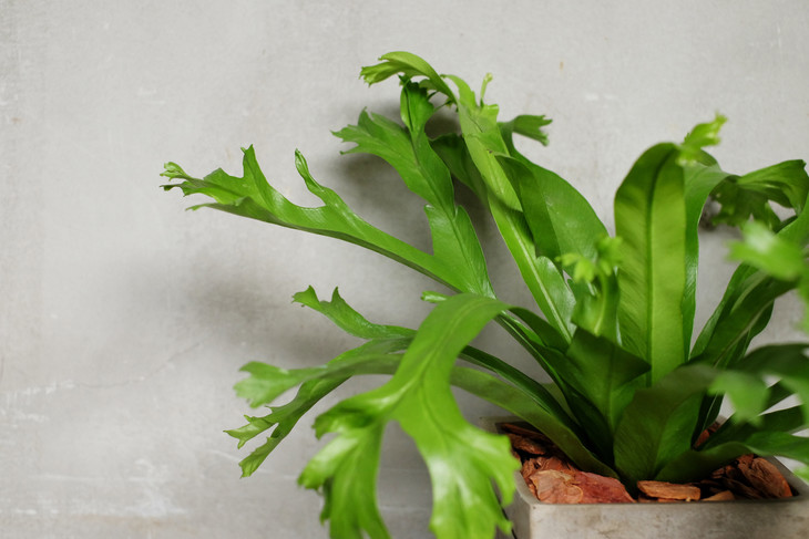 鹿角鸟巢蕨 - 花治