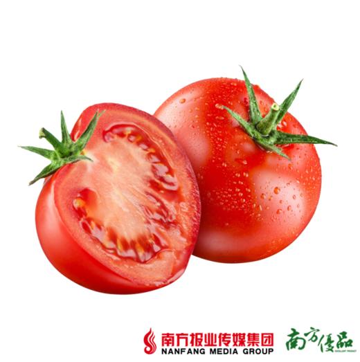 【高糖高酸】浙江新鲜大番茄 约4斤 【拍前请看温馨提示】 商品图0