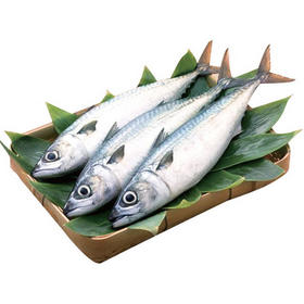 【百汇到家】鲅鱼