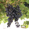 吐鲁番无核紫鲜葡萄 商品缩略图3