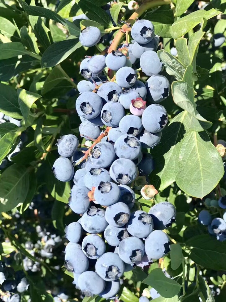 6盒装加拿大okanagan大果粒有机蓝莓750g125g盒6盒包邮