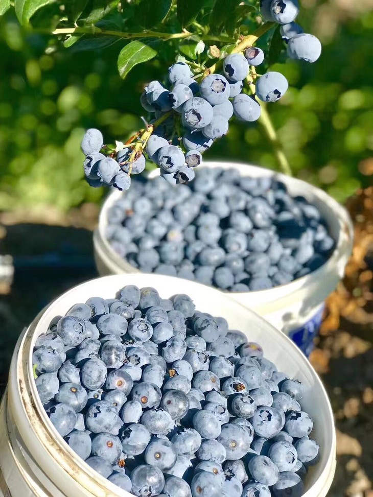 6盒装加拿大okanagan大果粒有机蓝莓750g125g盒6盒包邮