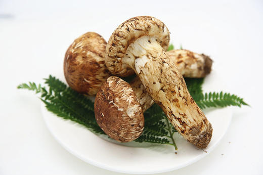 香格里拉松茸1000克珍品