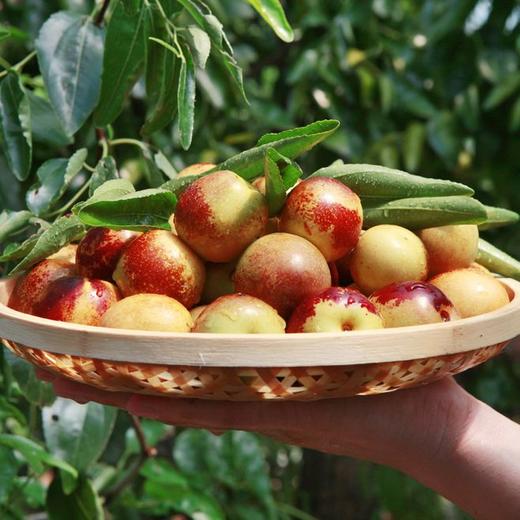 买3斤送3斤陕西大荔冬枣