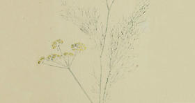 《红楼梦》几种疑难植物考释