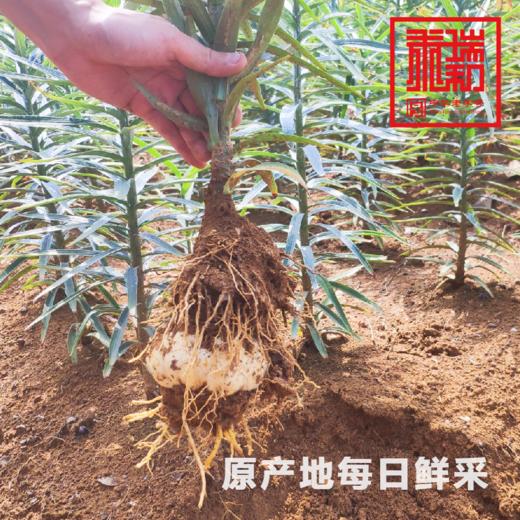 优质宜兴大百合 3斤装 口感香糯 美容养颜  这个夏天不能不吃！±20g 商品图3