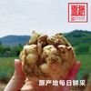 优质宜兴大百合 3斤装 口感香糯 美容养颜  这个夏天不能不吃！±20g 商品缩略图2