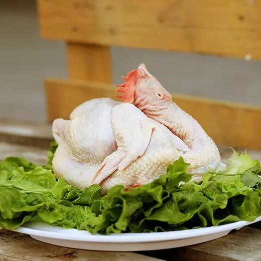 《86级-舒鼎铭代言》御品凤胡须鸡 原生态山地放养 空气清新 水源洁净