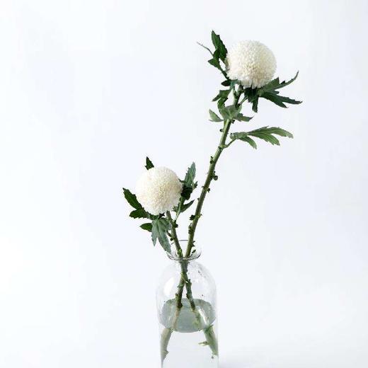 cx乒乓菊白色b级