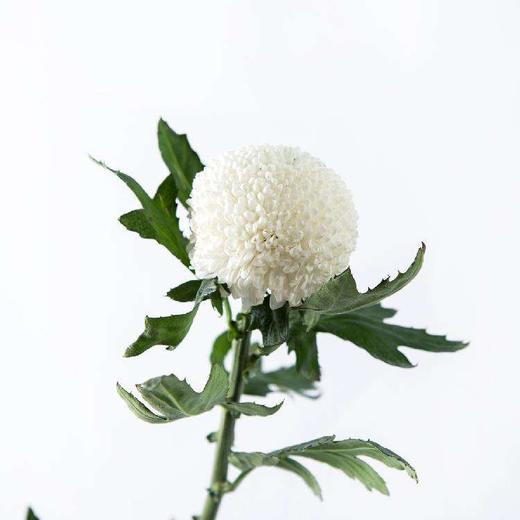 cx乒乓菊白色b级