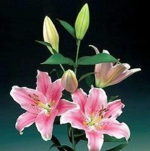 【y】-fzc-百合 马龙 多头 - 云花朵朵