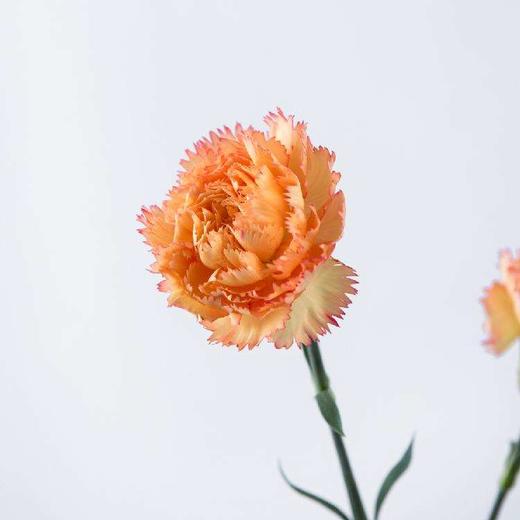 xwg花农康乃馨狂欢黄红色活动价13度开可存货