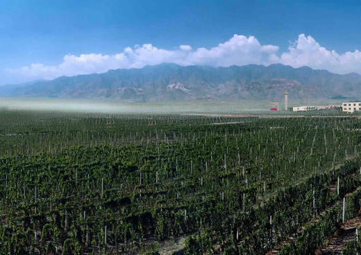 夏桐传统工艺天然高泡葡萄酒 Chandon brut 商品图2