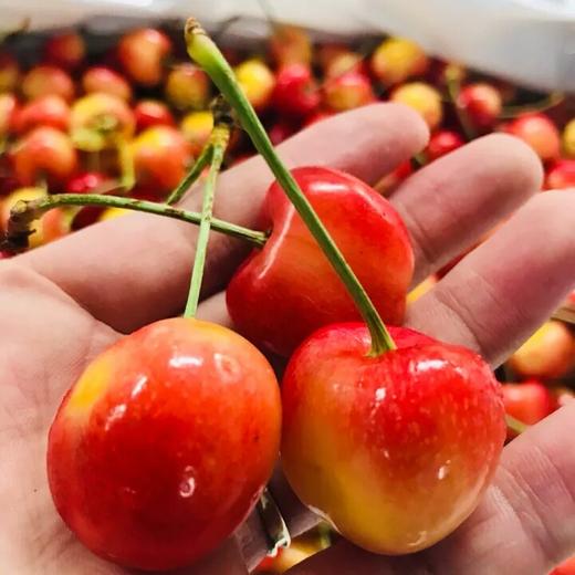 黄车厘子4.4斤 脆甜爽口 又甜又鲜又脆 商品图0