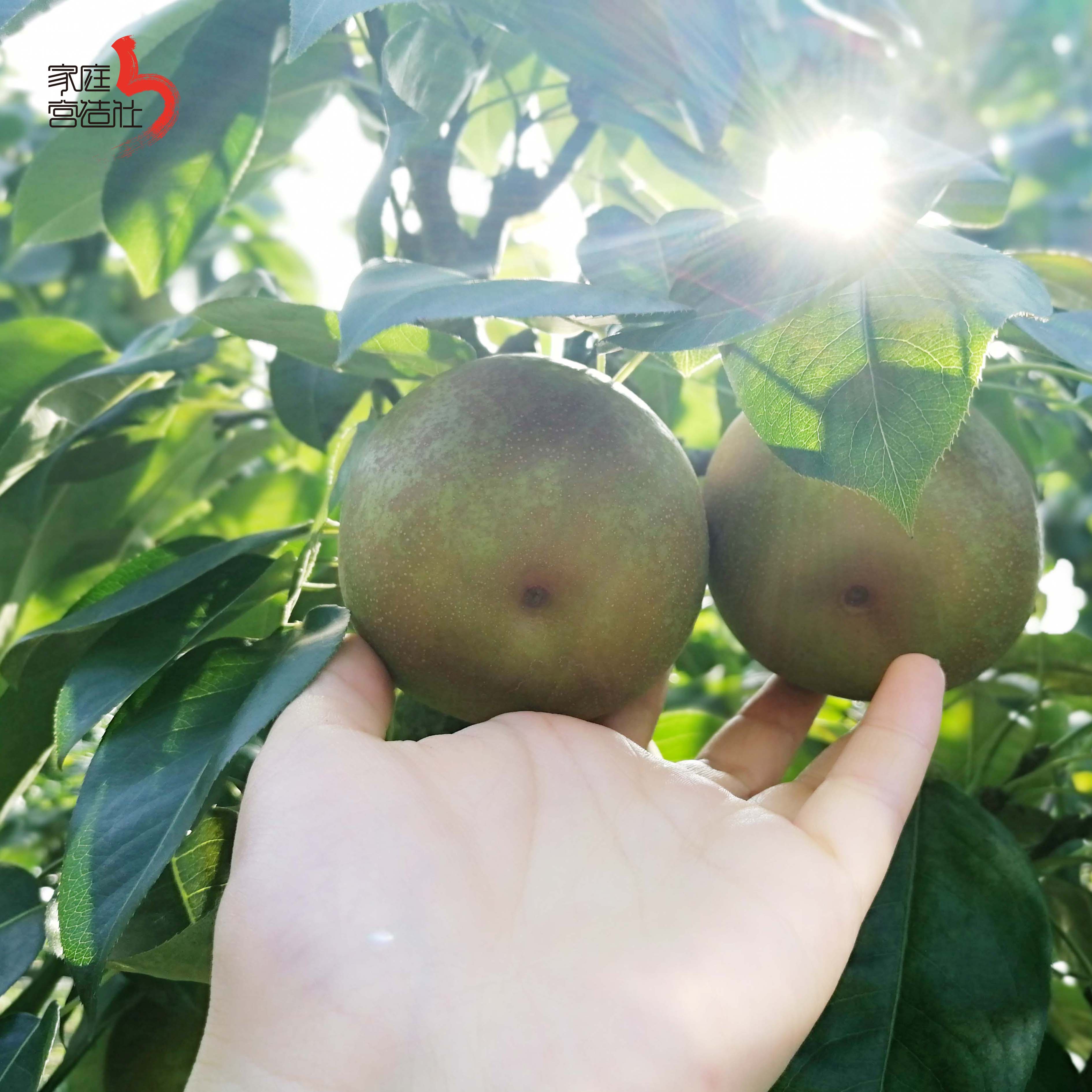 a 苏州树山翠冠梨 树山梨 树山脆冠梨 梨子 新鲜水果10斤装