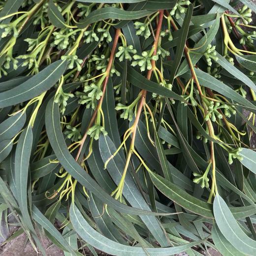 七星果叶六星果叶