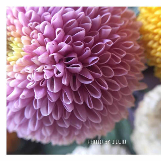 bg-花农乒乓菊 粉色