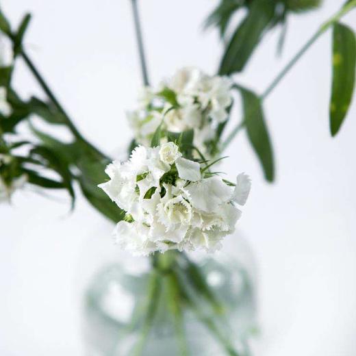 lj相思梅小扎白色