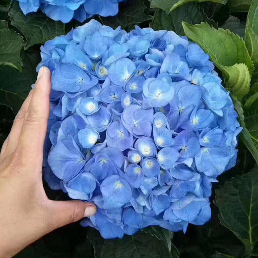 ylmx绣球海蓝c级爆款