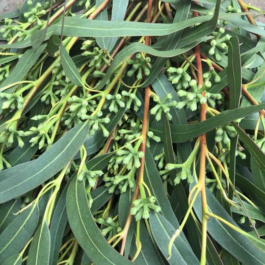 七星果叶六星果叶