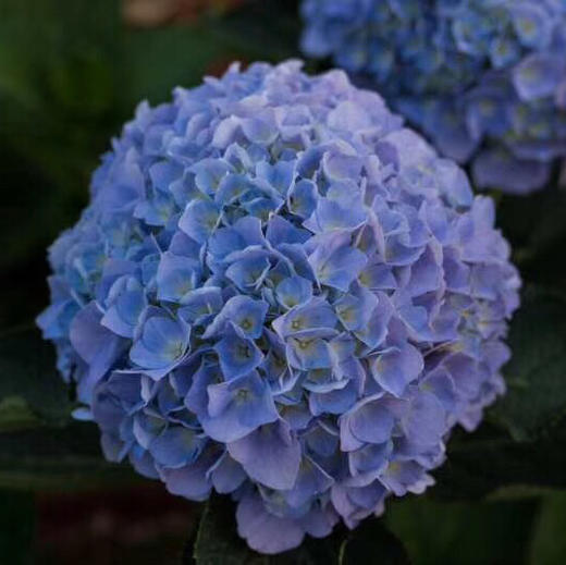 ylmx绣球海蓝c级爆款