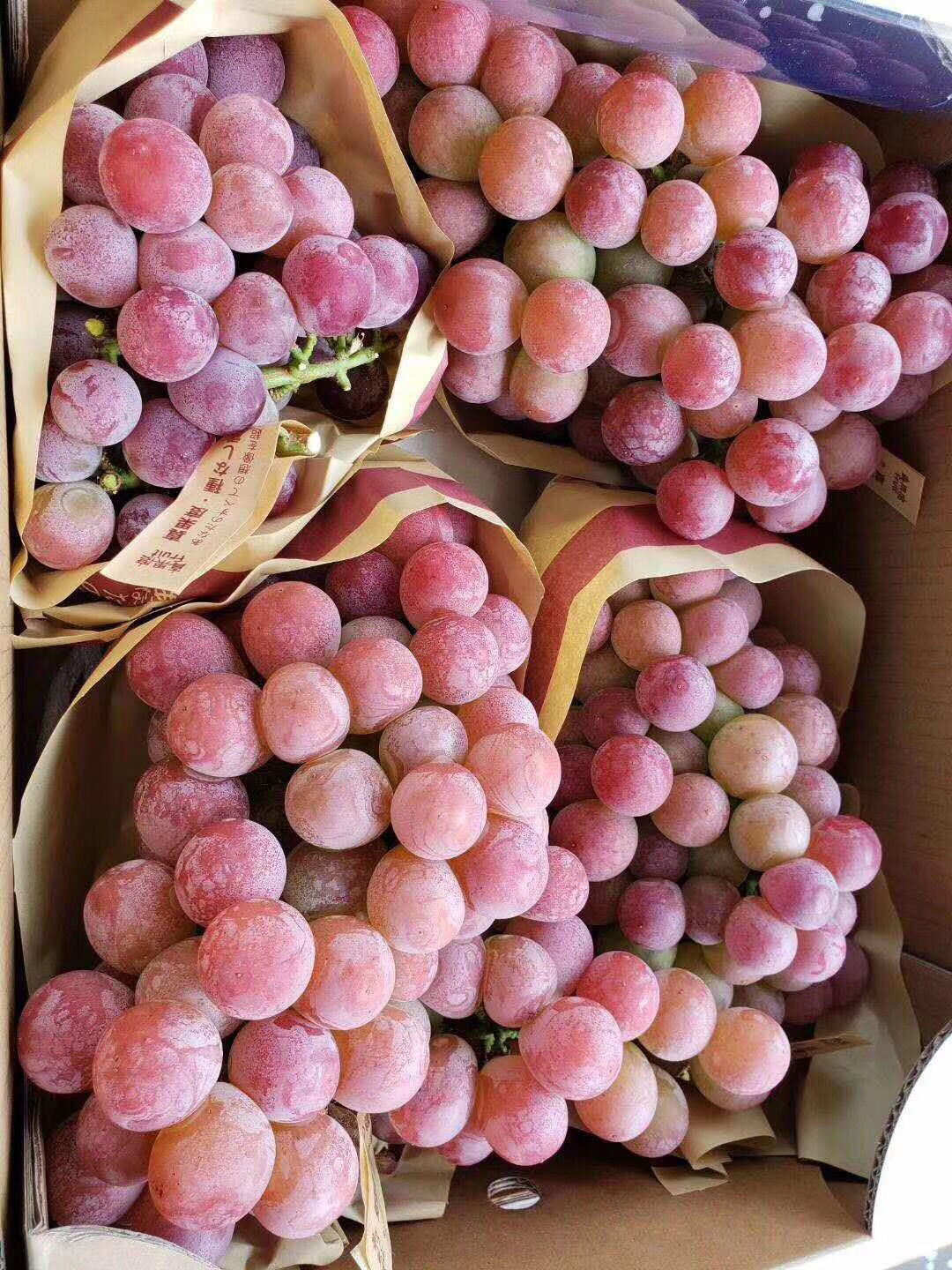 红宝石玫瑰提子一盒5斤装