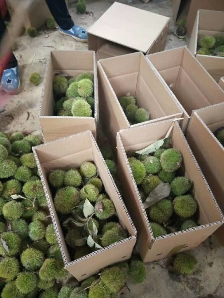 【可生吃/可做菜/炖肉】云南新鲜野生生板栗毛球 - 河津小蜜蜂网上