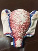 顺丰速发【医教模型】现货：无切口型——妊娠子宫二维血管构造软体模型 商品缩略图1