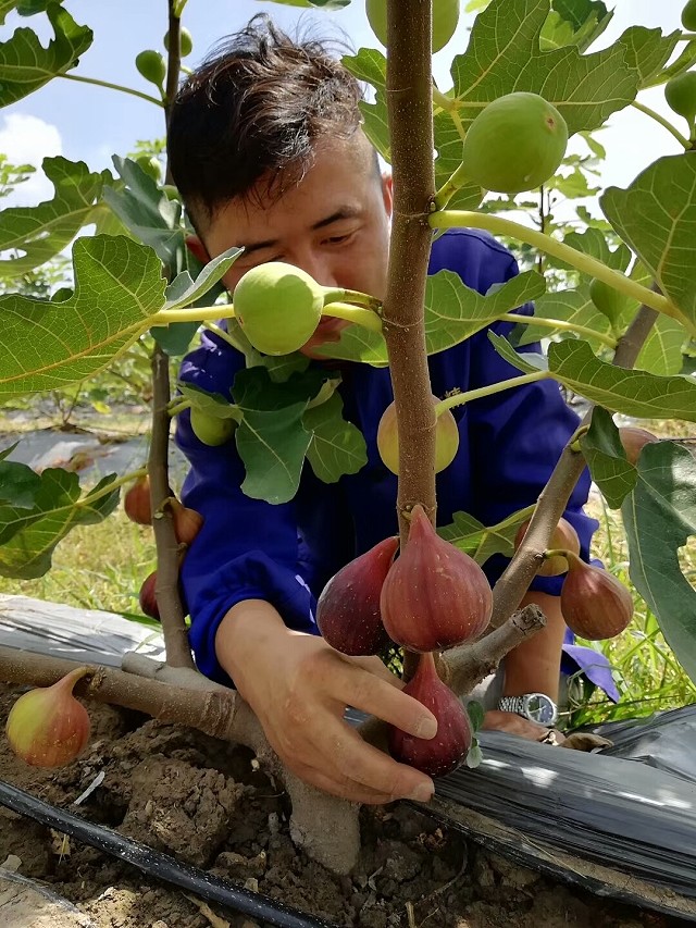 黄皮无花果 布兰瑞克 很甜的 1盒8-10 枚 大小随机配 六安 果无缺