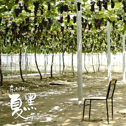 【仅供上海】东方黑珍珠 南汇夏黑葡萄 商品图2