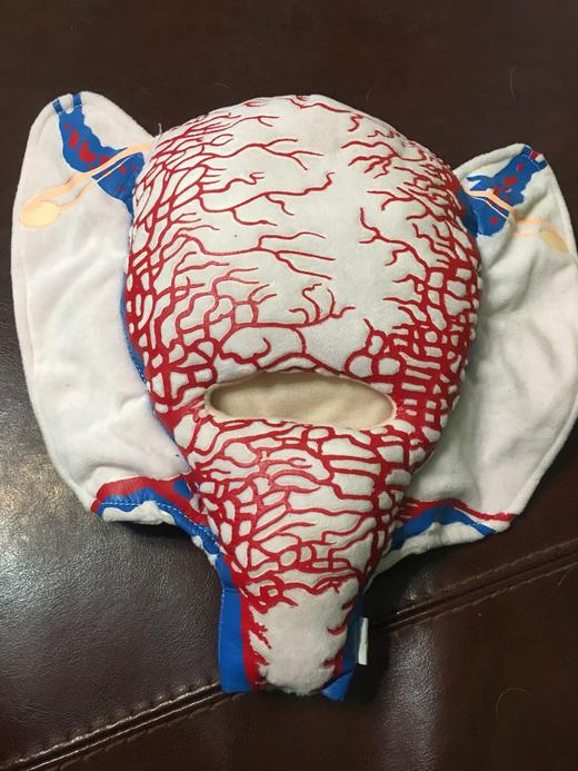 顺丰速发【医教模型】现货：下段横切口——妊娠子宫二维血管构造软体模型 商品图3