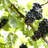 【仅供上海】东方黑珍珠 南汇夏黑葡萄 商品缩略图3