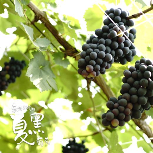 【仅供上海】东方黑珍珠 南汇夏黑葡萄 商品图3