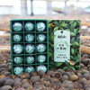 勐乐山天马小青柑15颗纸盒装180g 商品缩略图6