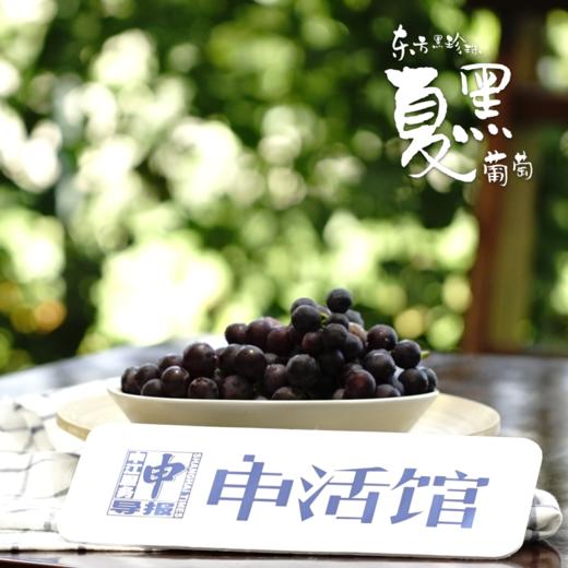 【仅供上海】东方黑珍珠 南汇夏黑葡萄 商品图5