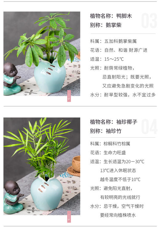 花之韵水培花卉唐韵系列 商品图2