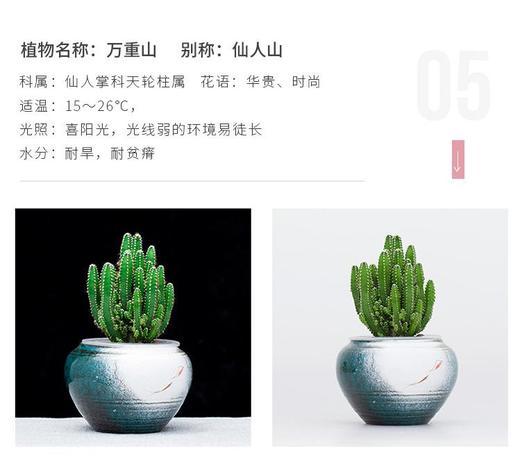 花之韵水培花卉水凌系列 商品图3