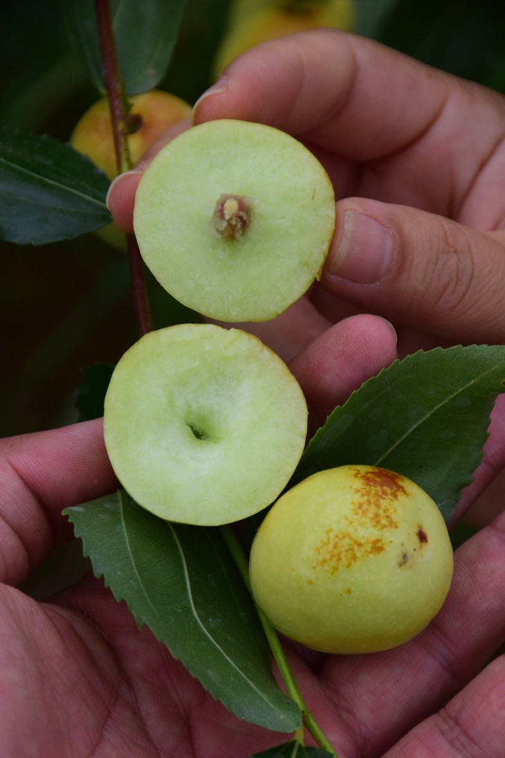 土哆哆云南蒙自金丝蜜枣4斤