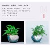 花之韵水培花卉水凌系列 商品缩略图2