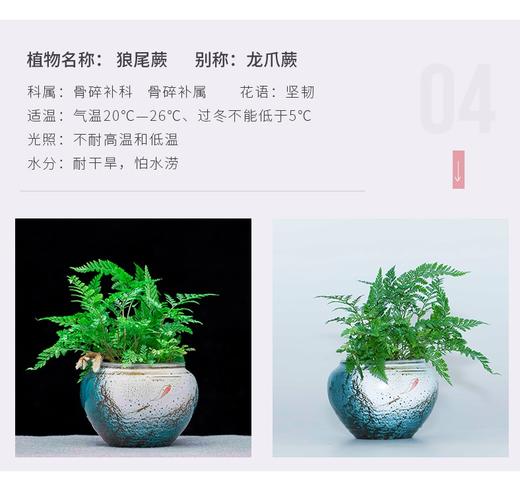 花之韵水培花卉水凌系列 商品图2