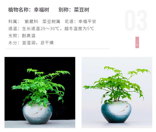 花之韵水培花卉水凌系列 商品图4