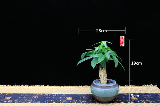 花之韵水培花卉天青系列 商品图3