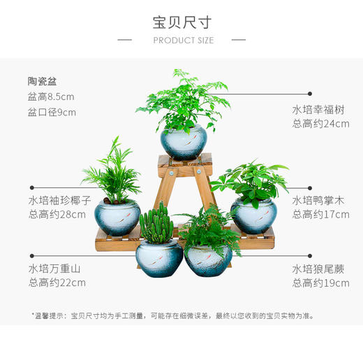 花之韵水培花卉水凌系列 商品图1