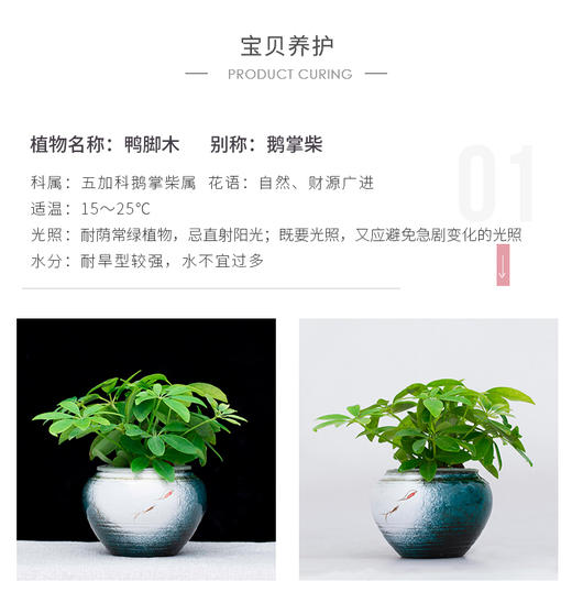 花之韵水培花卉水凌系列 商品图6