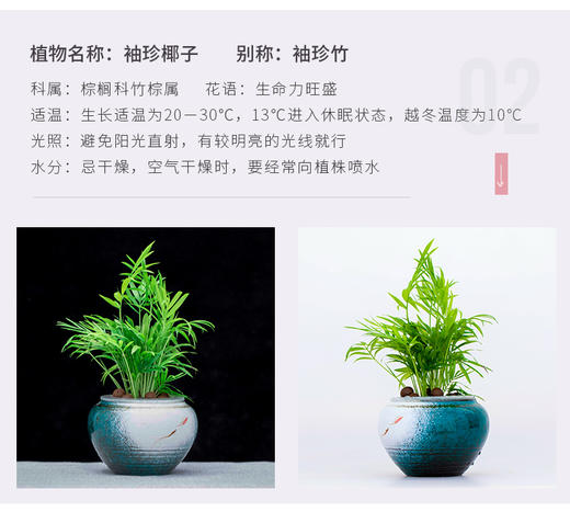 花之韵水培花卉水凌系列 商品图5