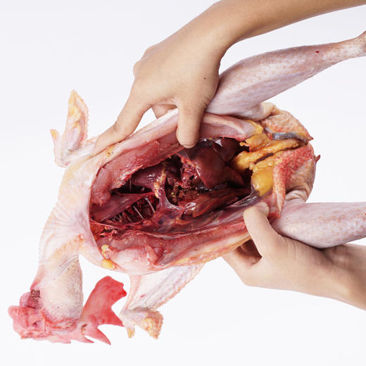 有机老公鸡 净重3斤左右 吃蔬菜/吃粮食/散养/当日屠宰/空运 商品图2